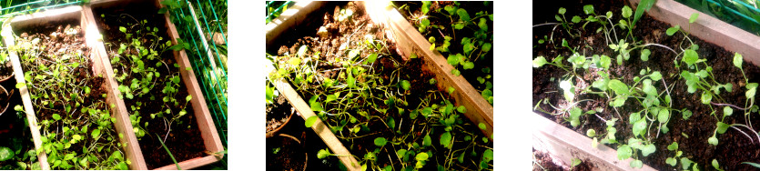 Images
            of seedlings damaged by rain in tropical backyard
