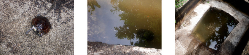 Images of turtles returned to tropical backyard pond after
        it has been cleaned