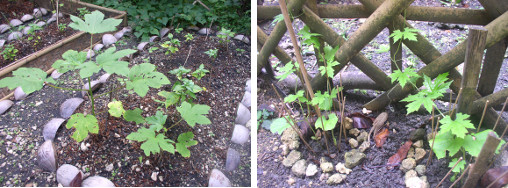 Images of Ampalya and Okra growing