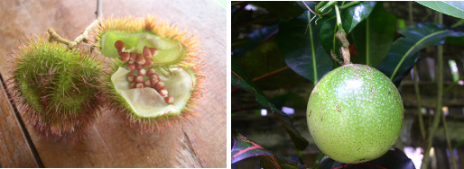 Images of Asuerte and Passion
            Fruit