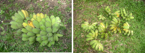 Images of harvested bananas
