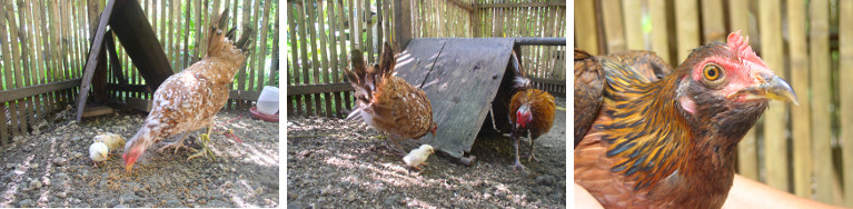 Images of chickens