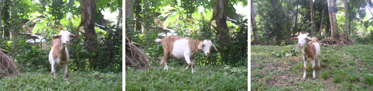 Images of goat in tropical garden