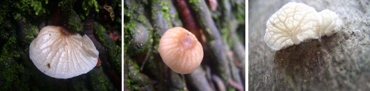 Images of fungus in tropical
            garden -Oct 2012