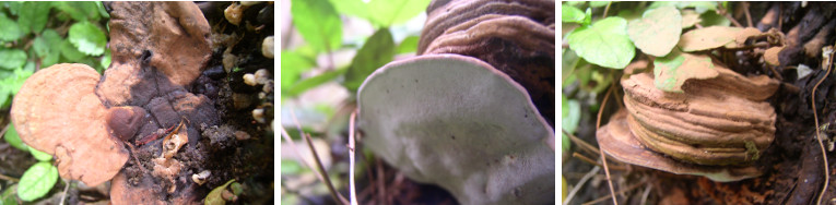 IMages of fungus in tropical garden-Oct 2012