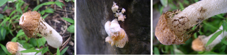 Images of fungus in tropical garden -Oct 2012