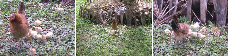 Images of hen with chicks