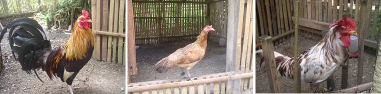 Images of roosters and hen