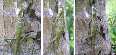 Images of lizard in tropical
            garden