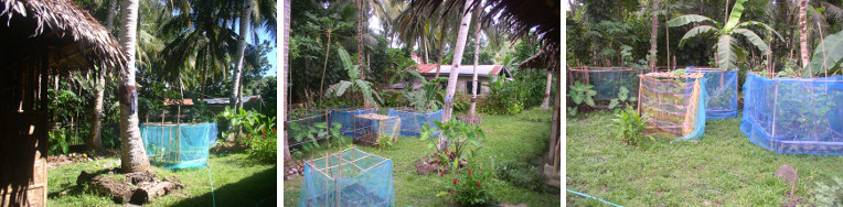 Images of northern area in tropical garden _Nov
            2012