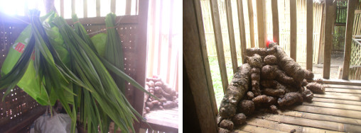 Images of pandan and cassava from tropical garden -june
        2012