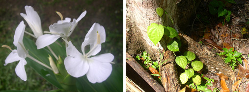 Images of plants in tropical garden