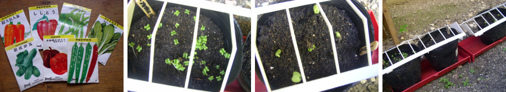 Images of seeds and seedlings