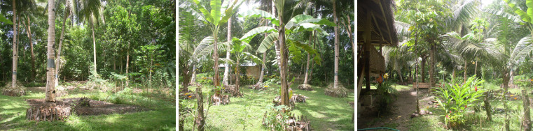 IMages of tropical garden -june
            2012