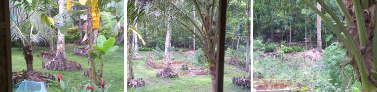 Images of South-West area of tropical
                garden