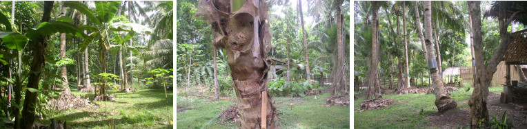 Images of tropical garden -june 2012