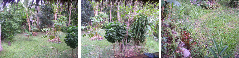 Images of western area tropical garden -December
            2012