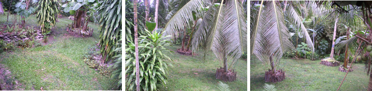 IMages of western area tropical garden -December
            2012