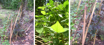 Images of plants growing in tropical garden