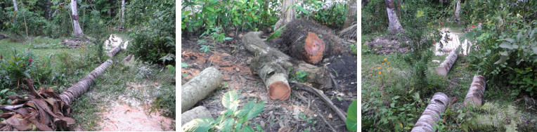 Images of Coconut tree sawn into logs