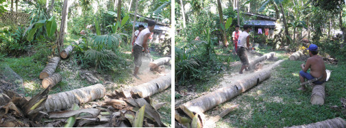 Images of coco lumber being made from
        felled trees in garden
