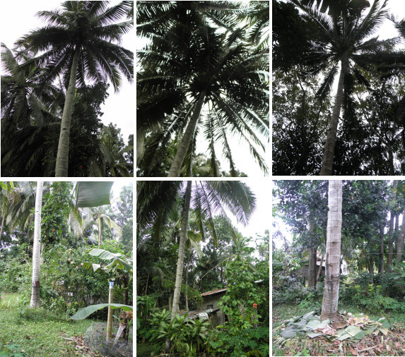 Images of Coconut trees before
        removal
