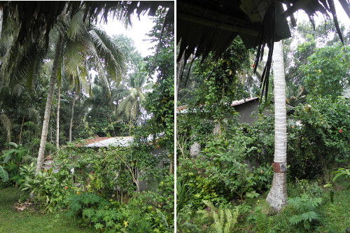 Images of coconut trees nearneighbour's
        house