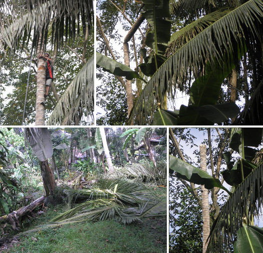Images of coconut tree having top
        removed