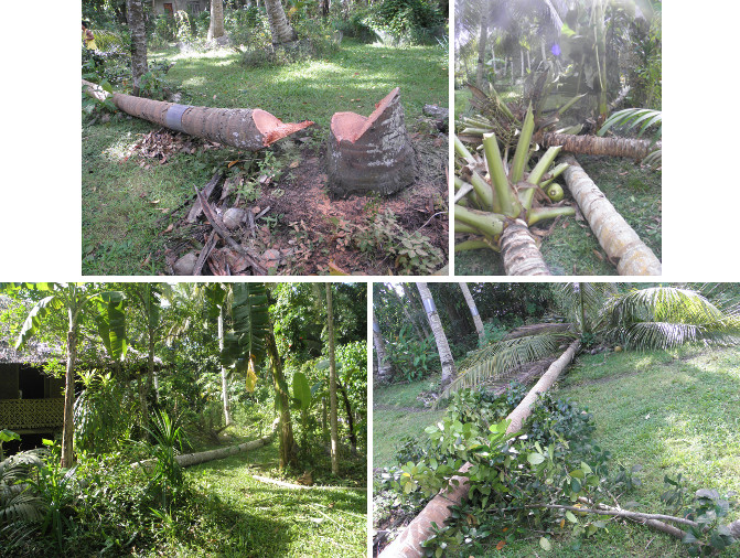 Images of four felled coconut trees