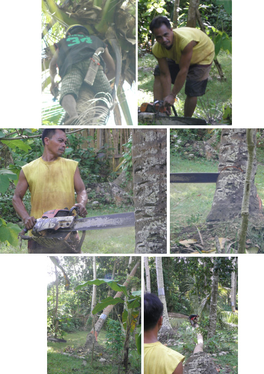 Images of coconut tree being felled