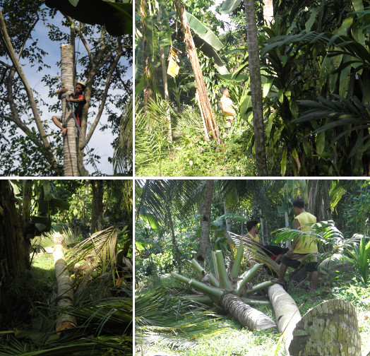 Images of coconut tree stump being felled