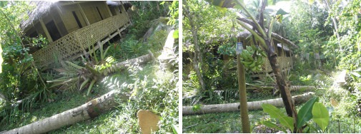 Images of felled coconut trees near wooden house