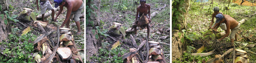 Images of garden being cleared after felling
                coconut trees for lumber