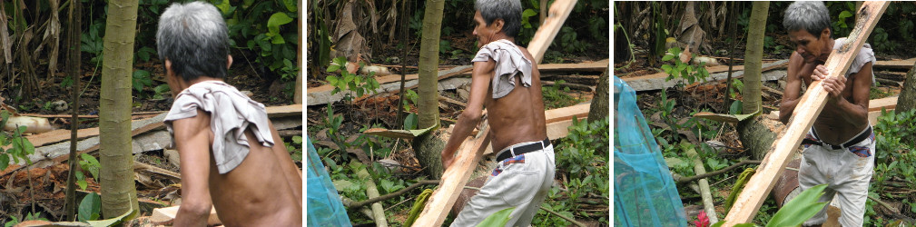 Images of garden being cleared after felling coconut
          trees for lumber