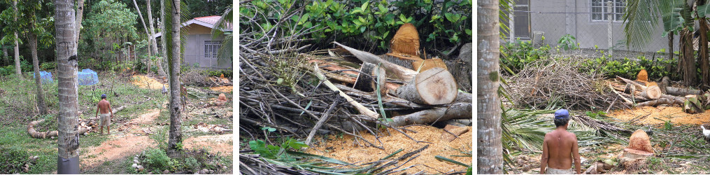 Images of garden being cleared after felling
                coconut trees for lumber