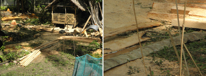 Images of garden being cleared after felling coconut
          trees for lumber