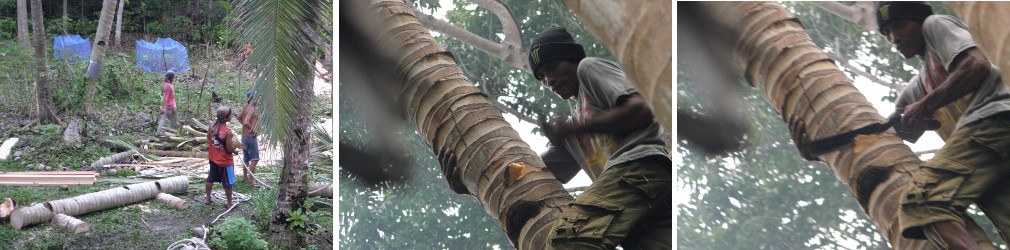 Images of felling and cutting trees