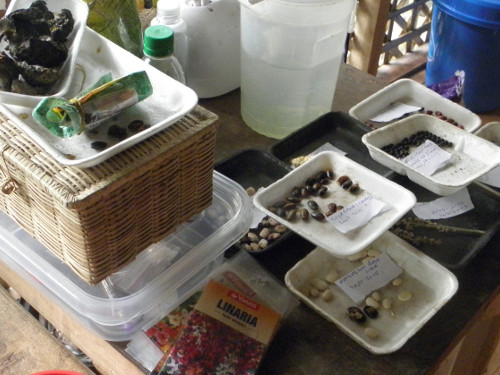 Images of unsorted seeds on a table