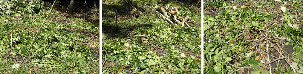 Images of garden debris after tree
        cutting