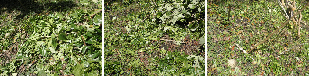 Images of garden debris and underlying garden plot