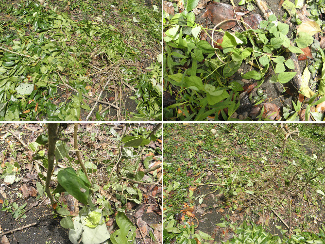 Images of plants recovered from under garden debris