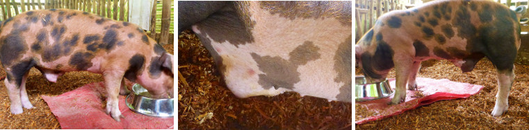 Images of piglet with suspected
        recurring mbilical hernia