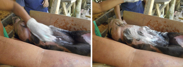 Images of piglet's belly being washed before operation