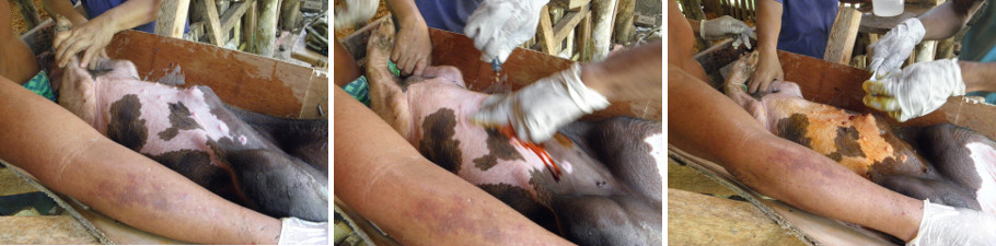Images of dienfectant being applied to piglets belly
        before operation