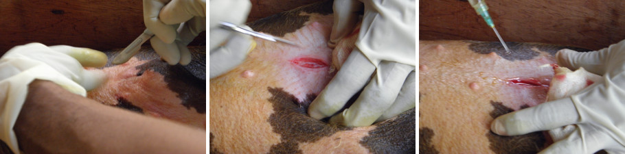 Image of first incision to remove hernia in piglet