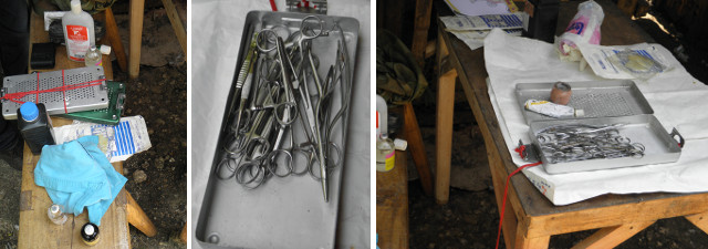 Images of instruments used for operatiopn on piglet