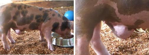 Images of piglet with undiagnosed umbilical hernia
