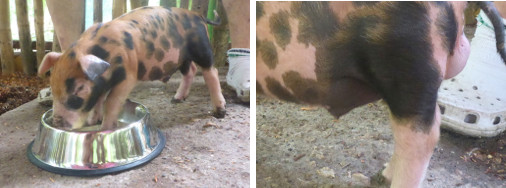 Images of piglet
