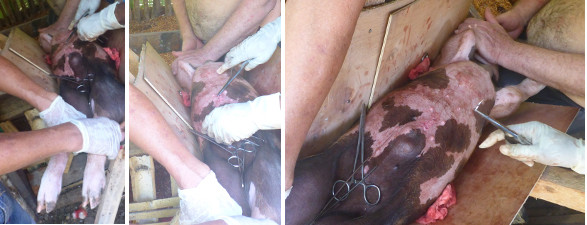 Images of piglet being sutured after operation for
            umbilical hernia