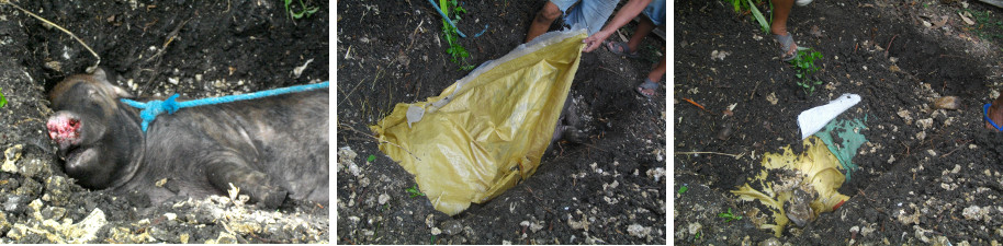 Images of dead boar being buried in
          tropical backyard garden